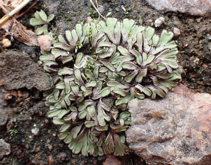 Riccia beyrichiana
